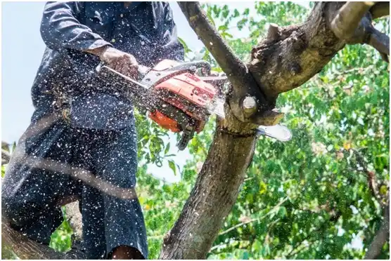 tree services Northport